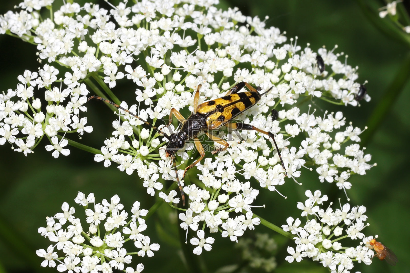 斑纹麻(斑纹麻)。照片摄影图片