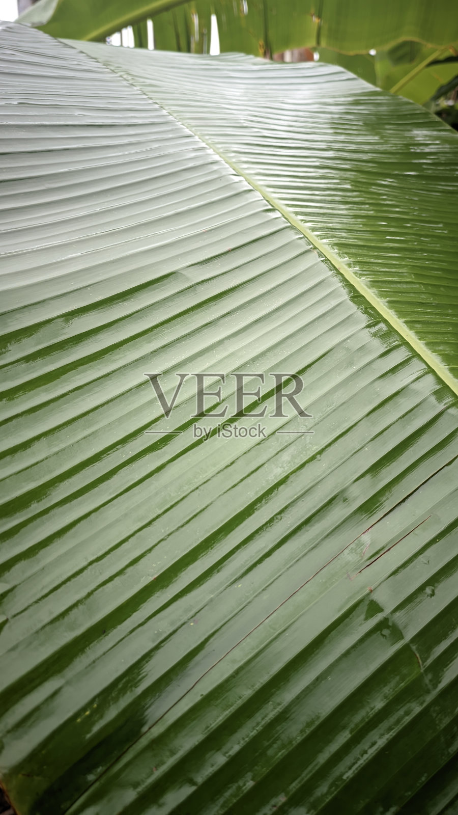 特写的湿光泽新鲜的绿色香蕉叶纹理照片摄影图片