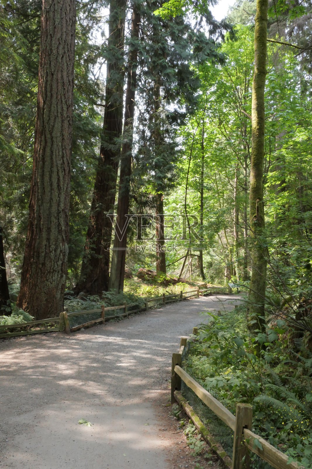 西温哥华灯塔公园森林徒步小径照片摄影图片