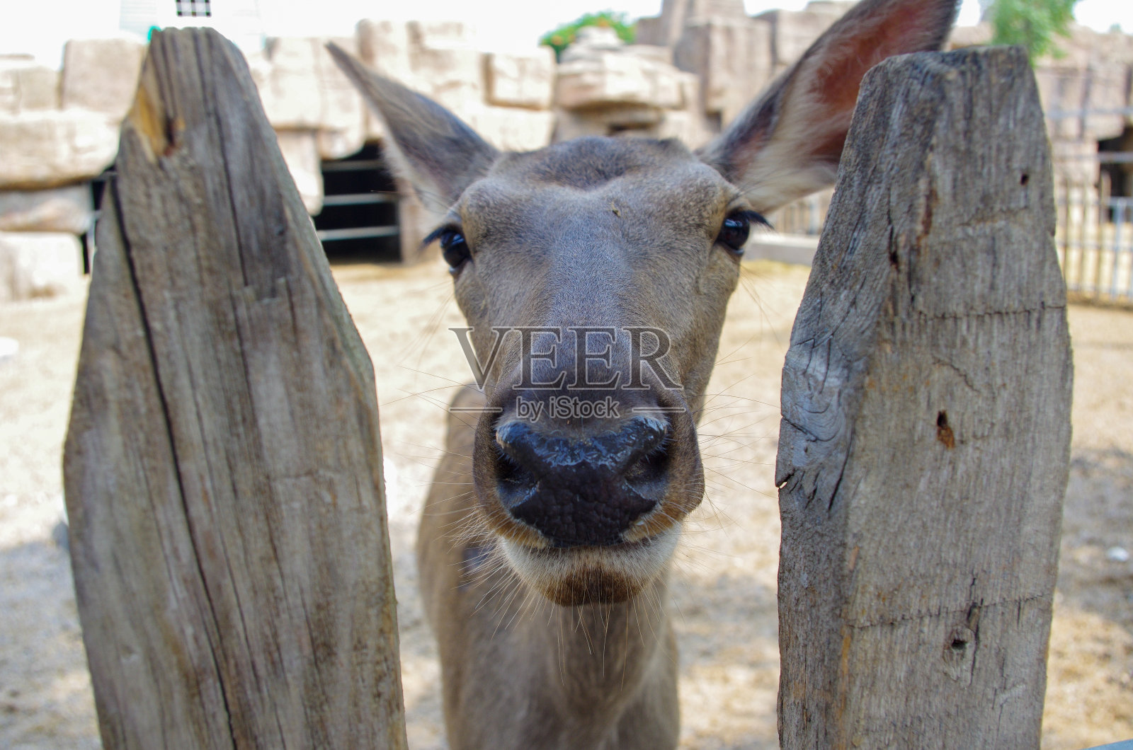 鹿头盯着镜头的特写照片摄影图片