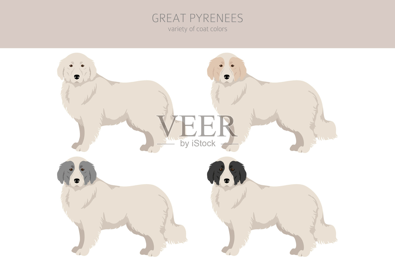 大比利牛斯剪纸不同姿势大衣插画图片素材