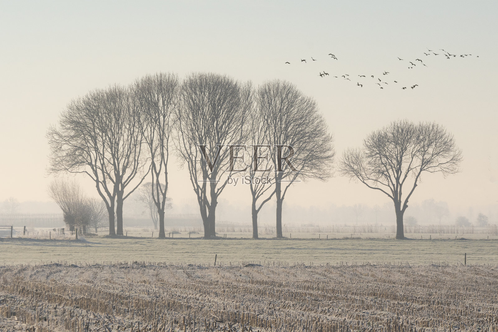 一群树在一个霜冻的清晨,荷兰Veluwe照片摄影图片