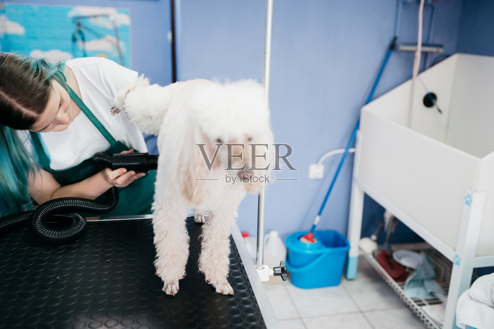 在美容院晒狗照片摄影图片