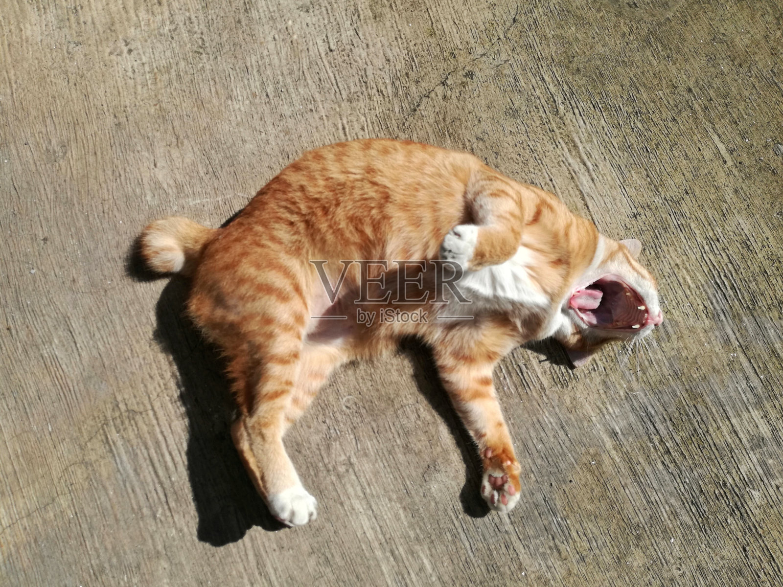 可爱的猫打呵欠。照片摄影图片