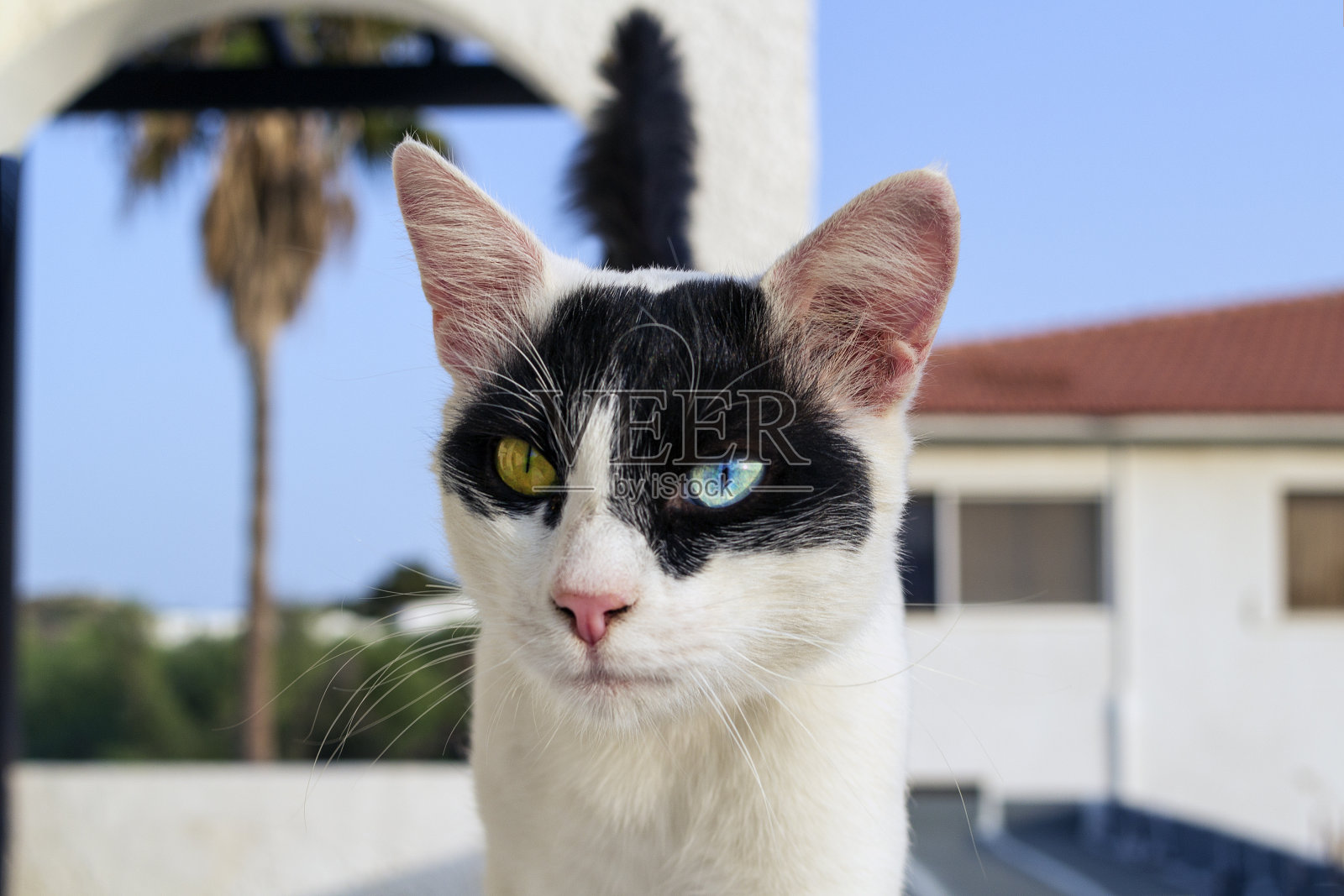 白猫和黑猫有异色,两只眼睛颜色不同。黄色和蓝色的眼睛。照片摄影图片