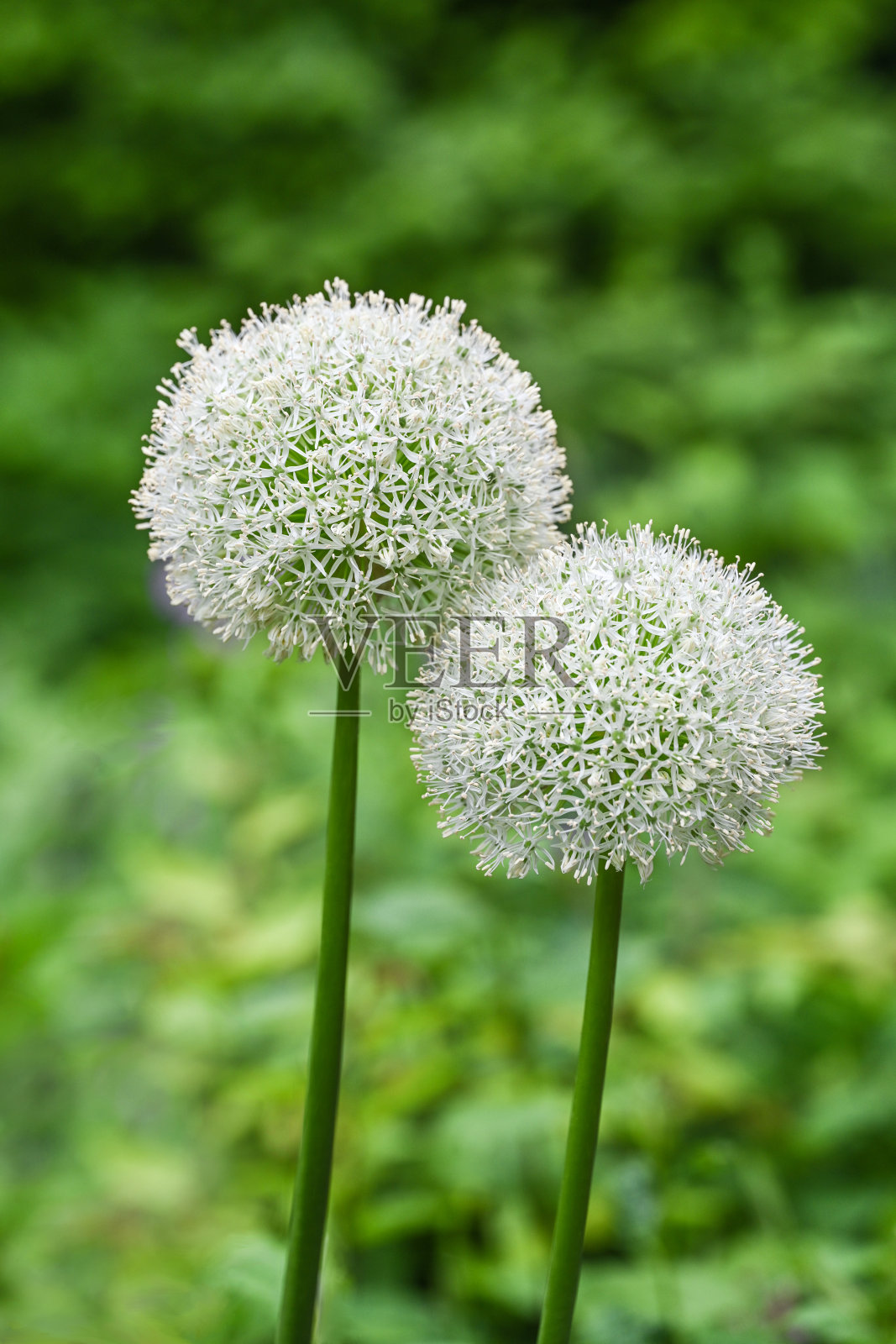 葱属植物照片摄影图片
