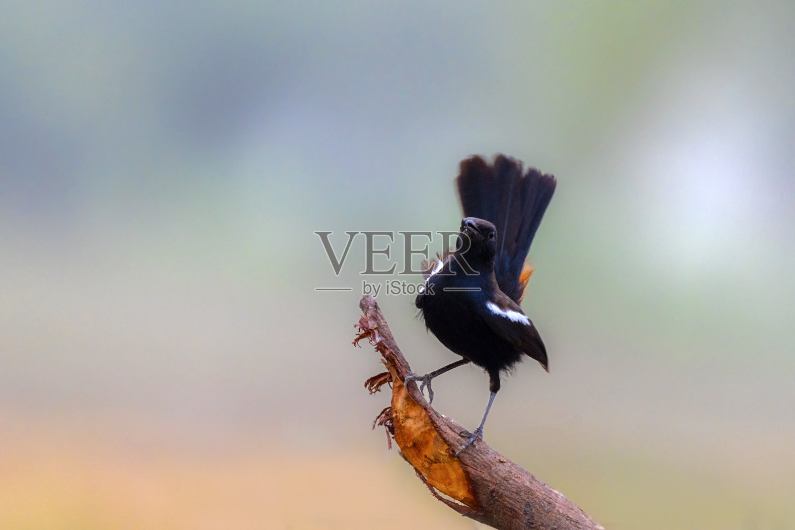 特写的印度知更鸟,肖像的美丽的鸟,野生鸟类在模糊的背景照片摄影图片