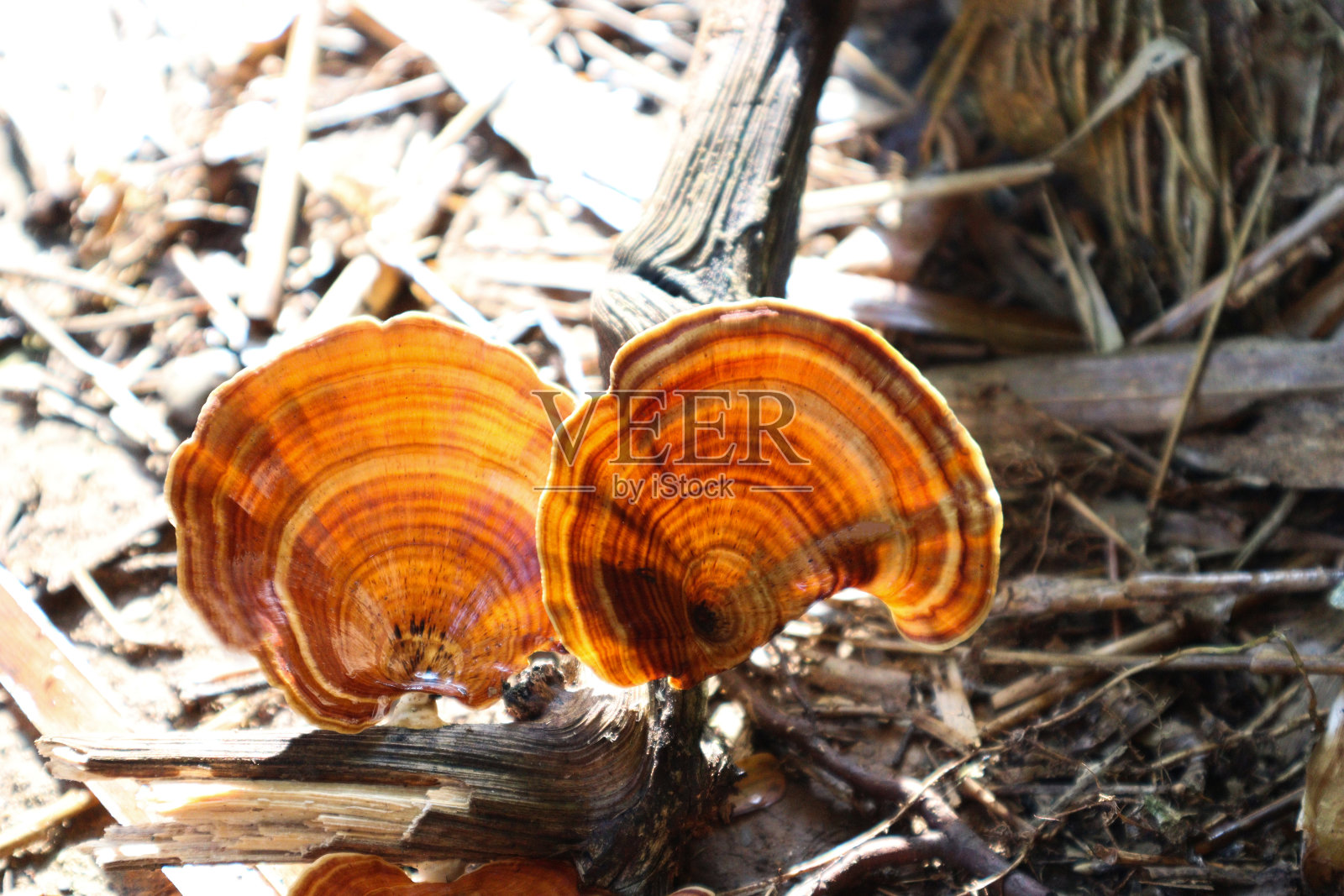 红蘑菇长在折断的树上照片摄影图片
