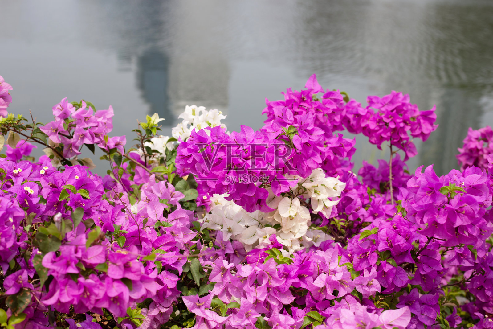 美丽的九重葛花和绿色的叶子照片摄影图片