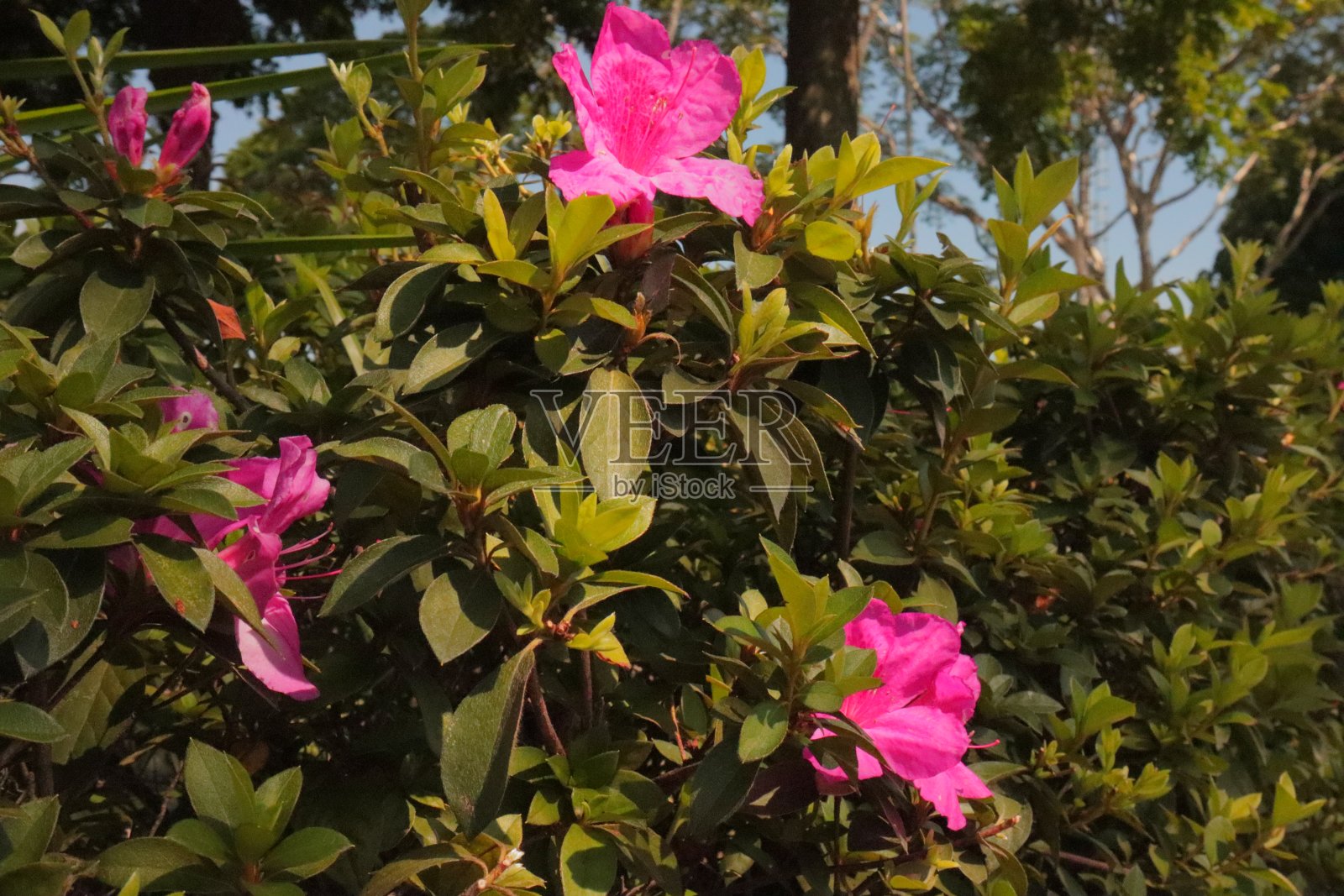 公园里杜鹃花的一角照片摄影图片