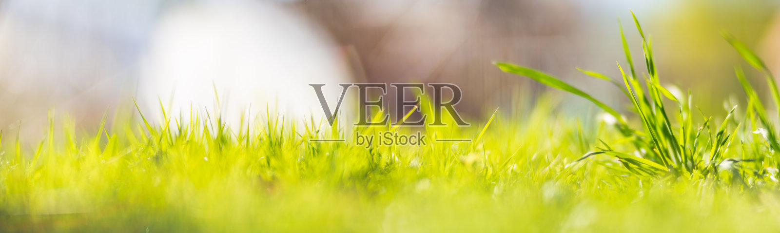 背景全景的自然景观的绿色草叶近距离。美丽的自然乡村景观与强烈的模糊背景照片摄影图片