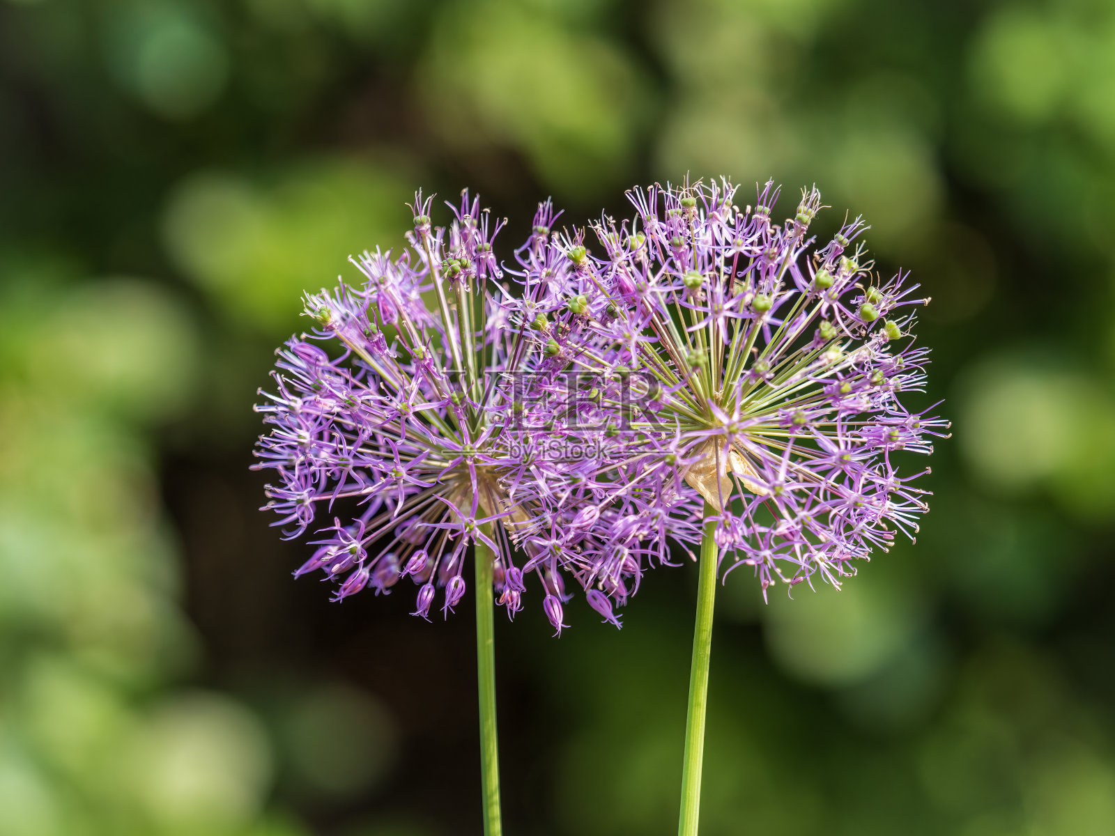近距离的罗森巴契亚洋葱的花序,葱,盛开在花园里照片摄影图片