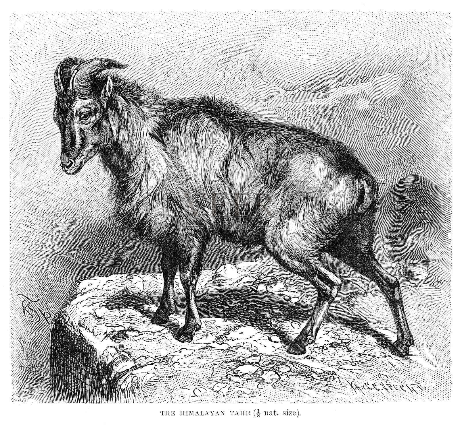 喜马拉雅塔尔雕刻1896年插画图片素材