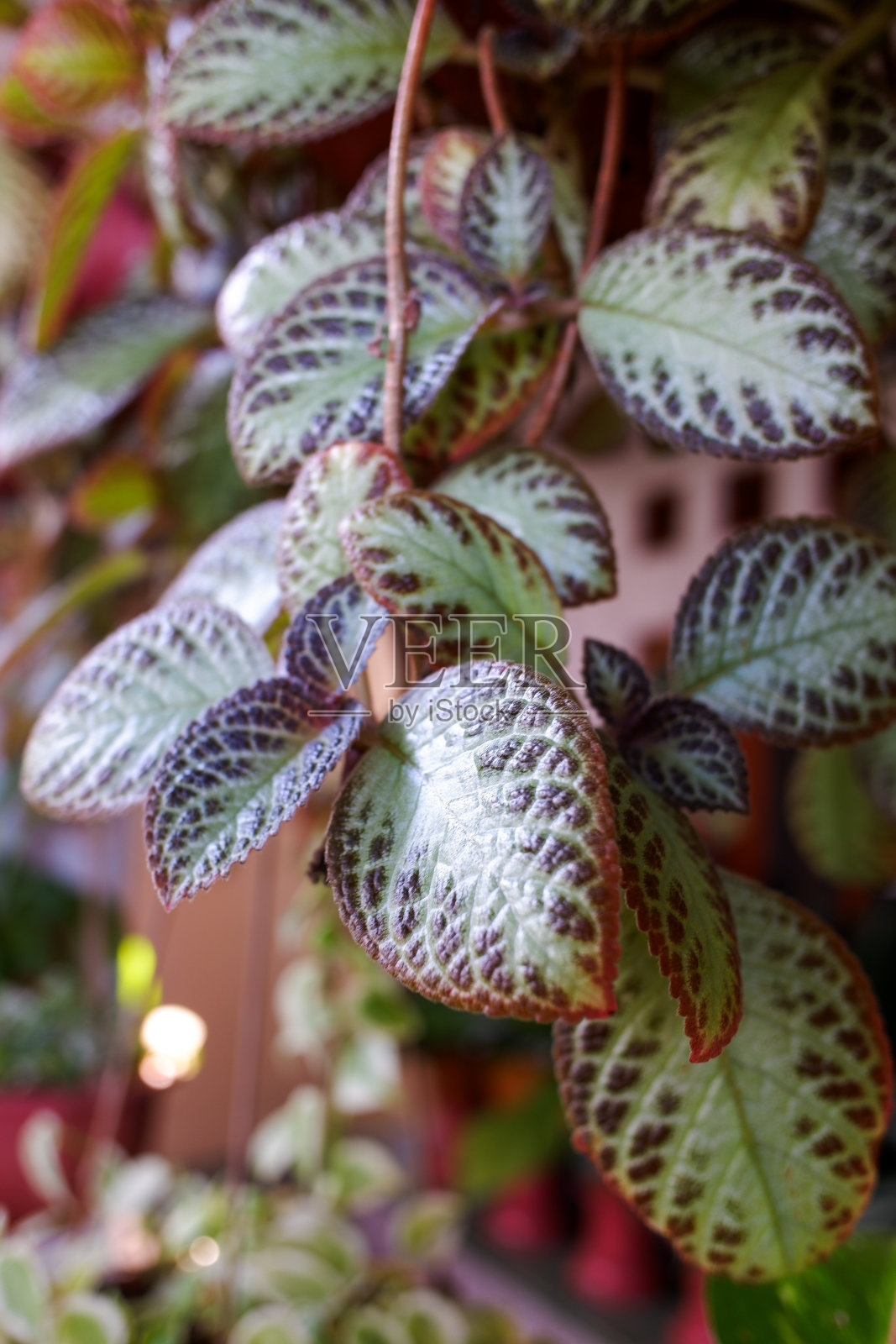 铜皮属植物照片摄影图片