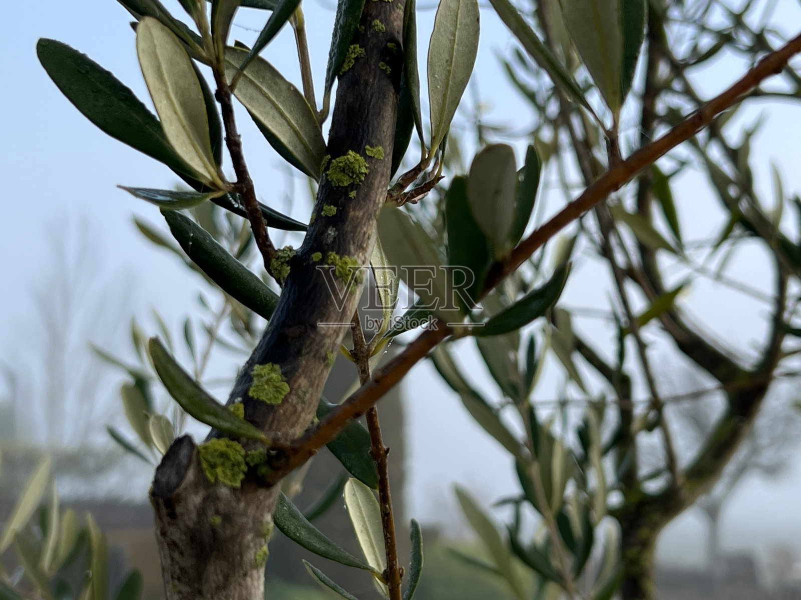 多雾的早晨。谜。蜘蛛网。喷泉照片摄影图片