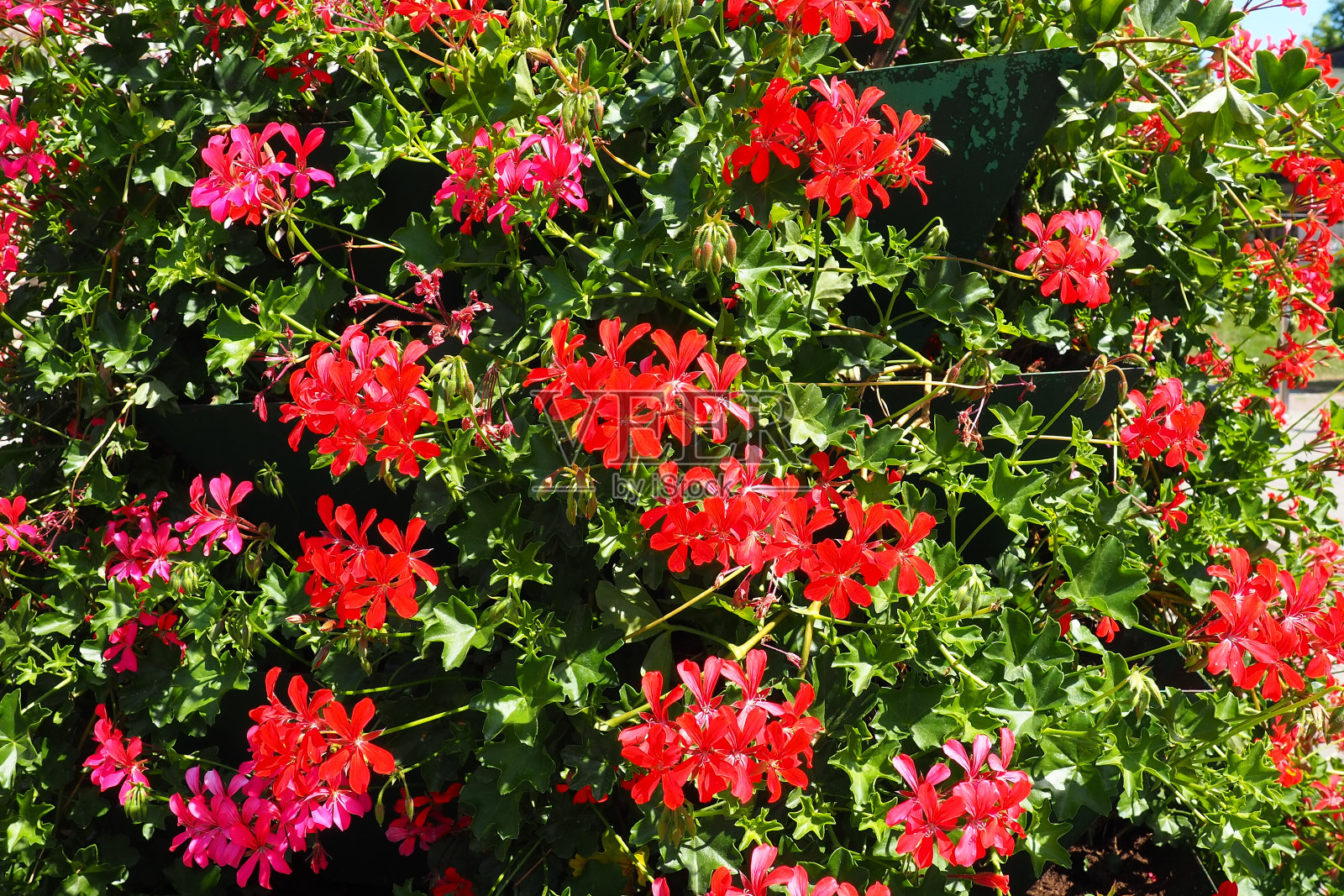 盛开的红鹤嘴藤、天竺葵在街道和公园景观的垂直设计中。天竺葵大朵漂亮,叶子翠绿。花卉栽培和园艺照片摄影图片