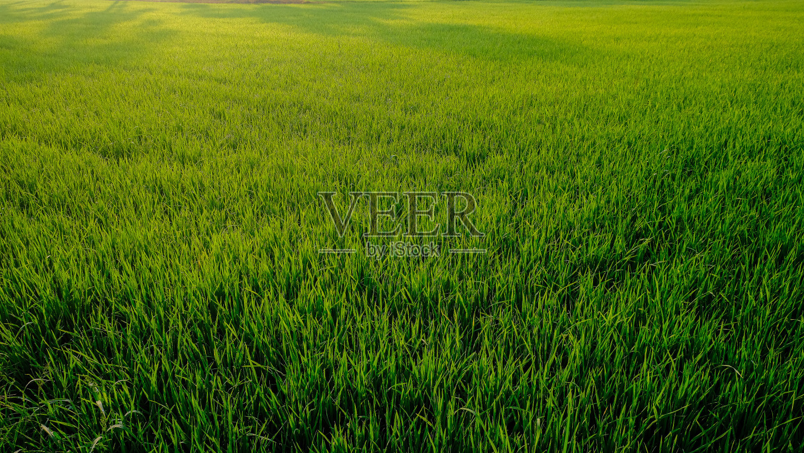 绿油油的稻田里,晨曦带着雾气升起照片摄影图片