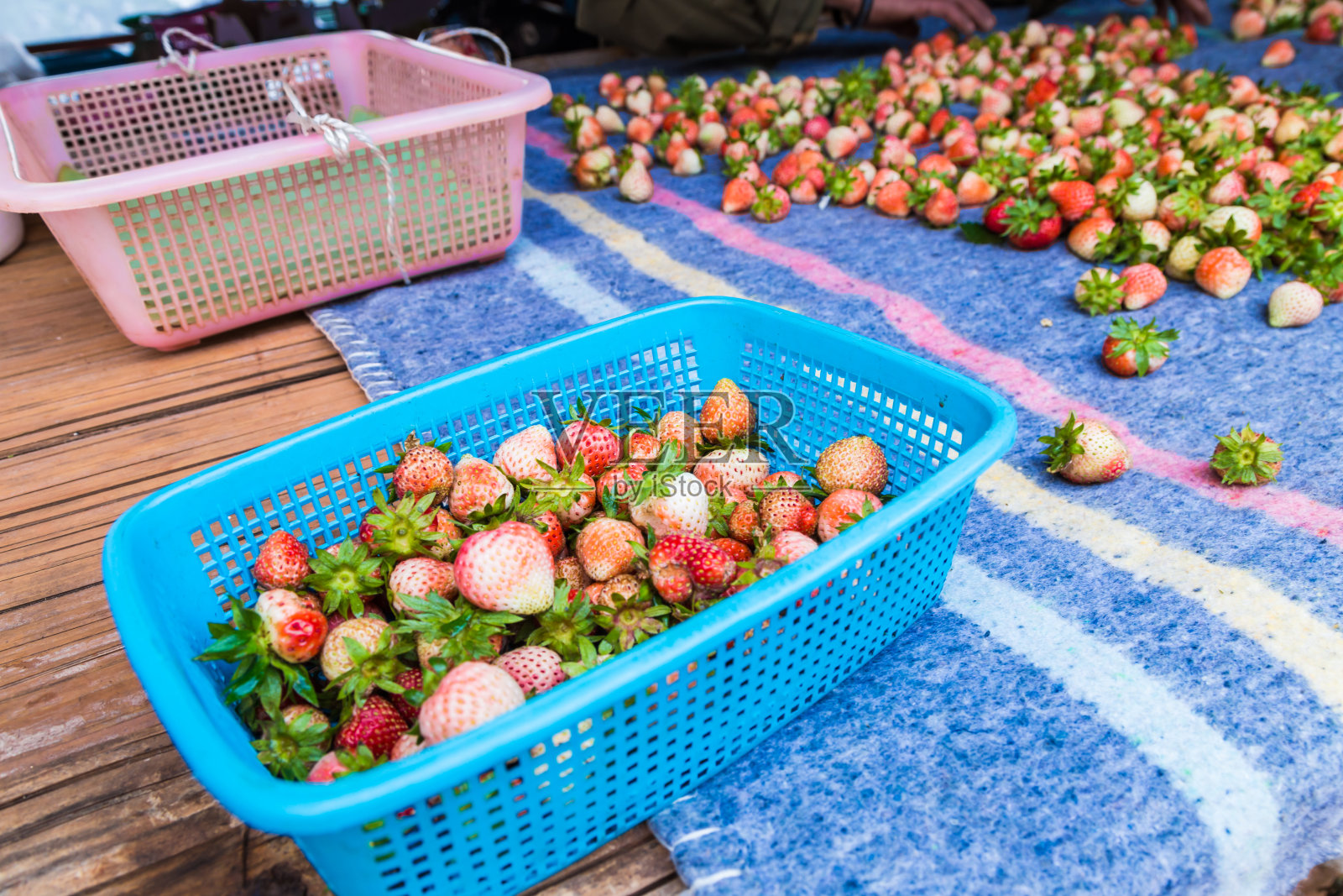 从农场收获的新鲜草莓照片摄影图片