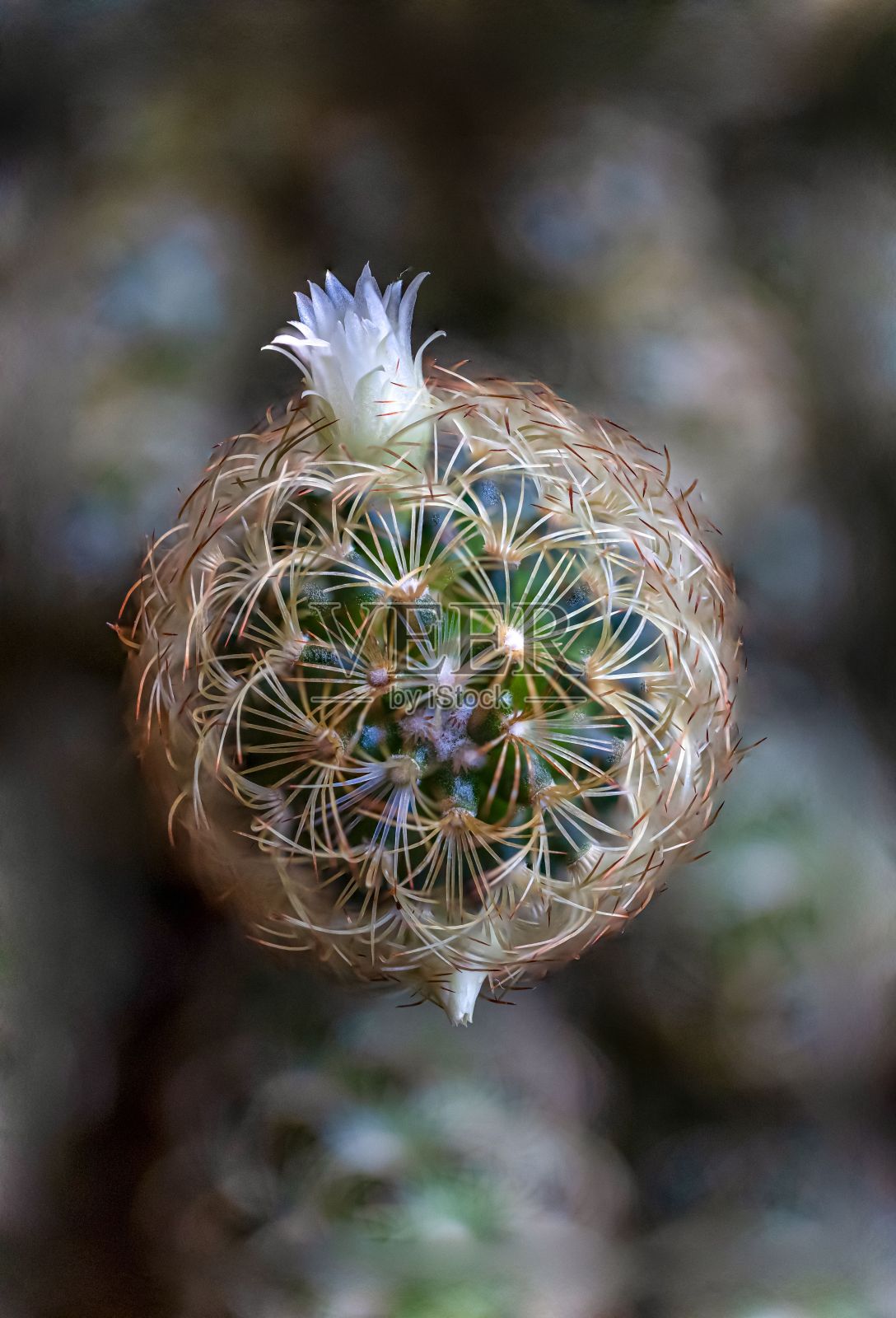 一个充满活力的白花从桶状仙人掌生长的特写,背景模糊照片摄影图片