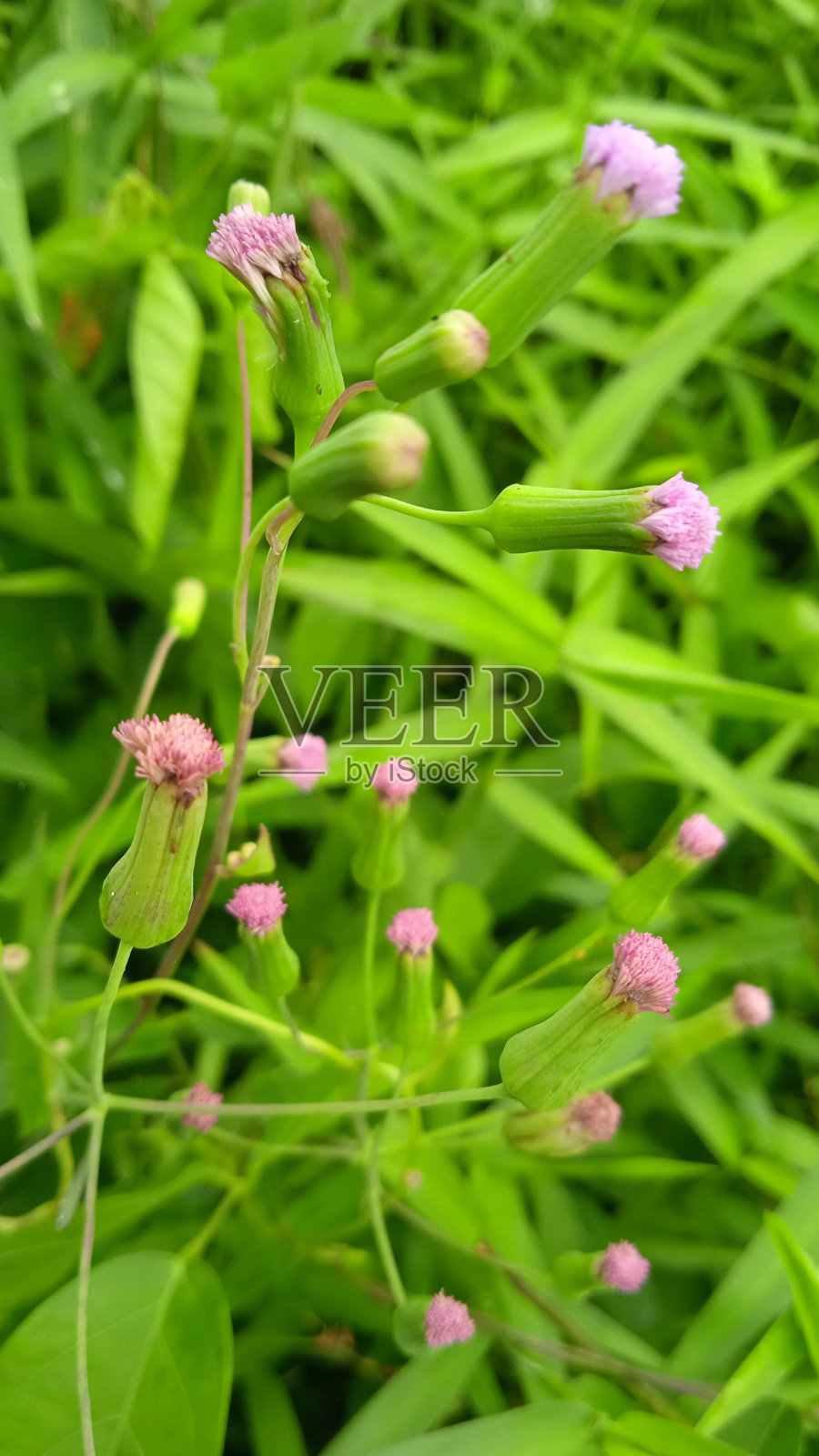 一片生机勃勃的紫色野花盛开在郁郁葱葱的绿草中照片摄影图片