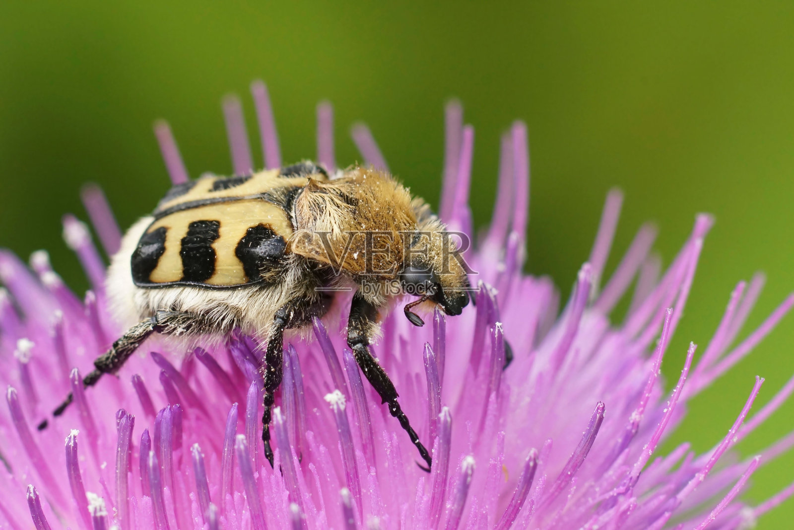 法国花章的特写,食紫刺草照片摄影图片