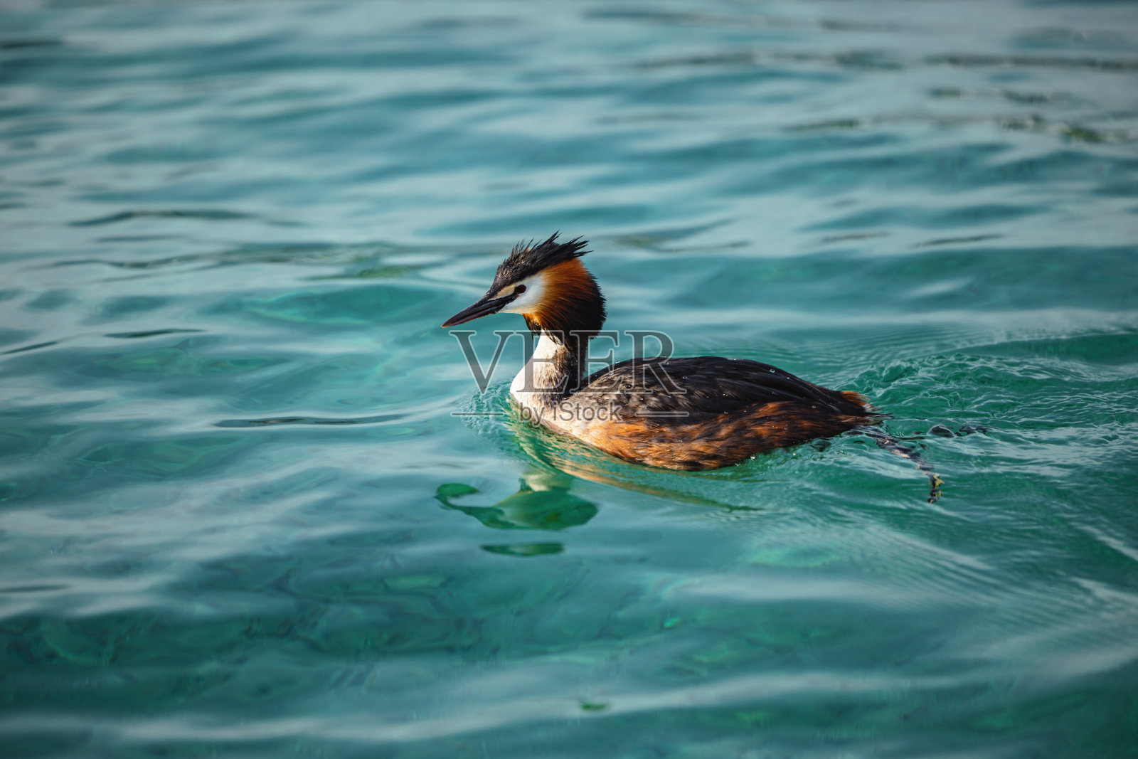 日内瓦湖中的鸬鹚照片摄影图片