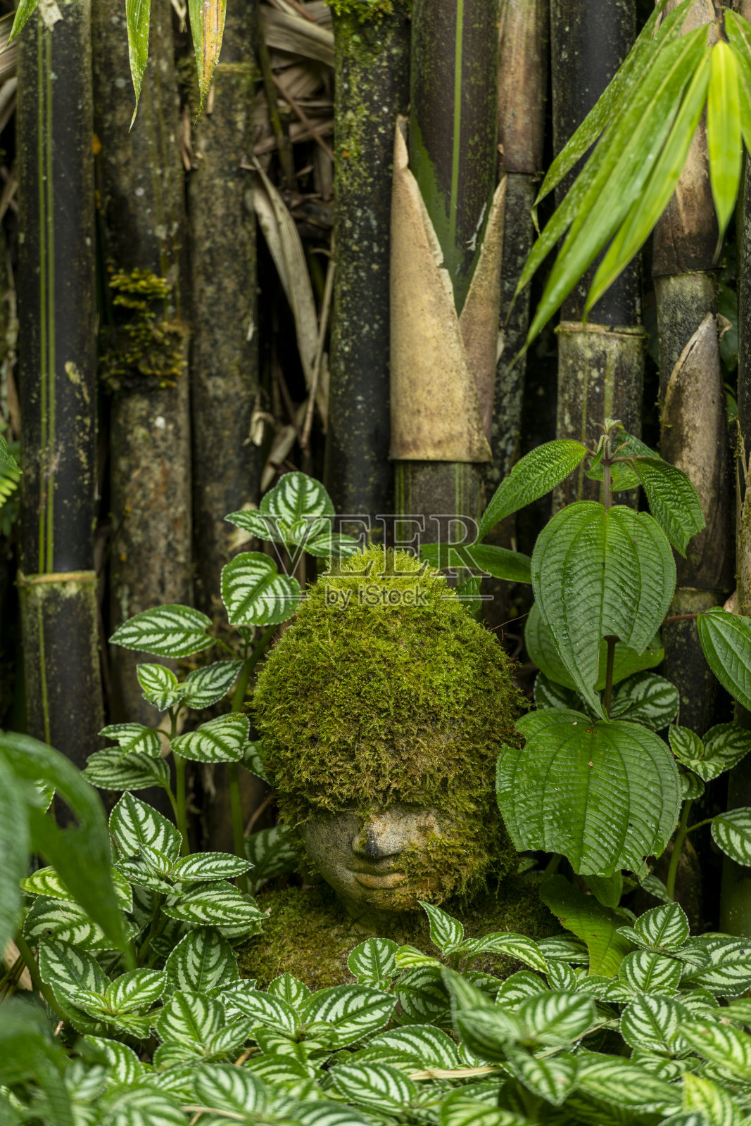 竹林中有青苔的佛头-库存照片照片摄影图片
