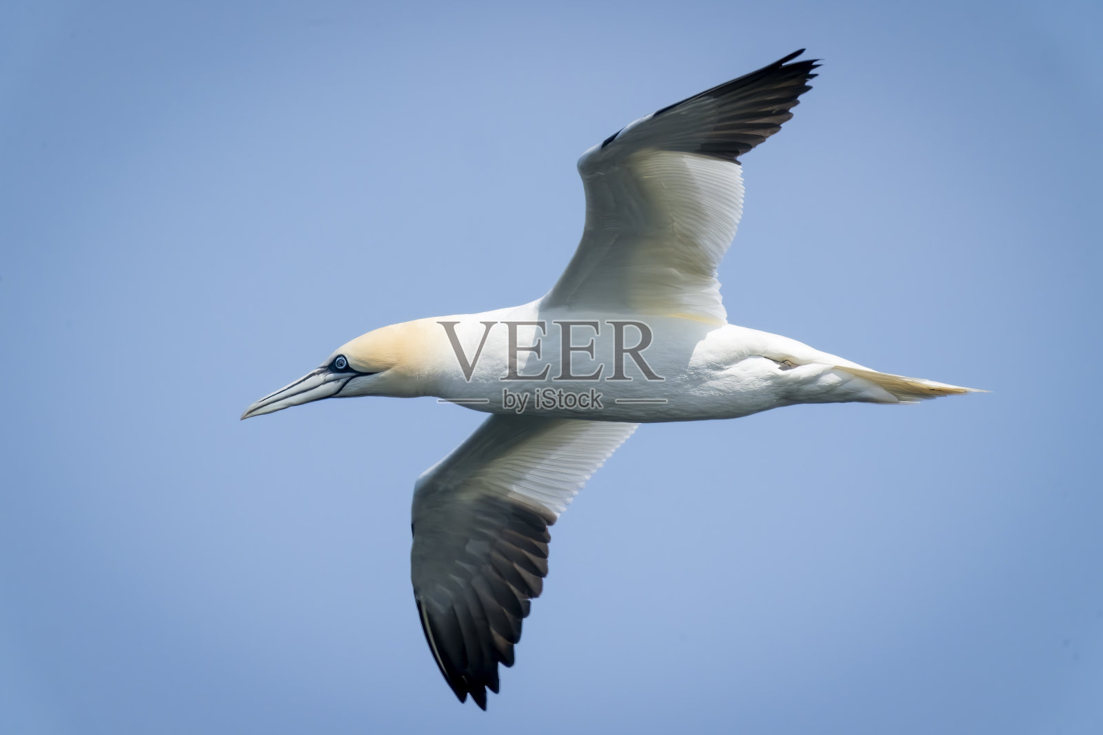 在汉普顿悬崖上飞行的塘鹅照片摄影图片
