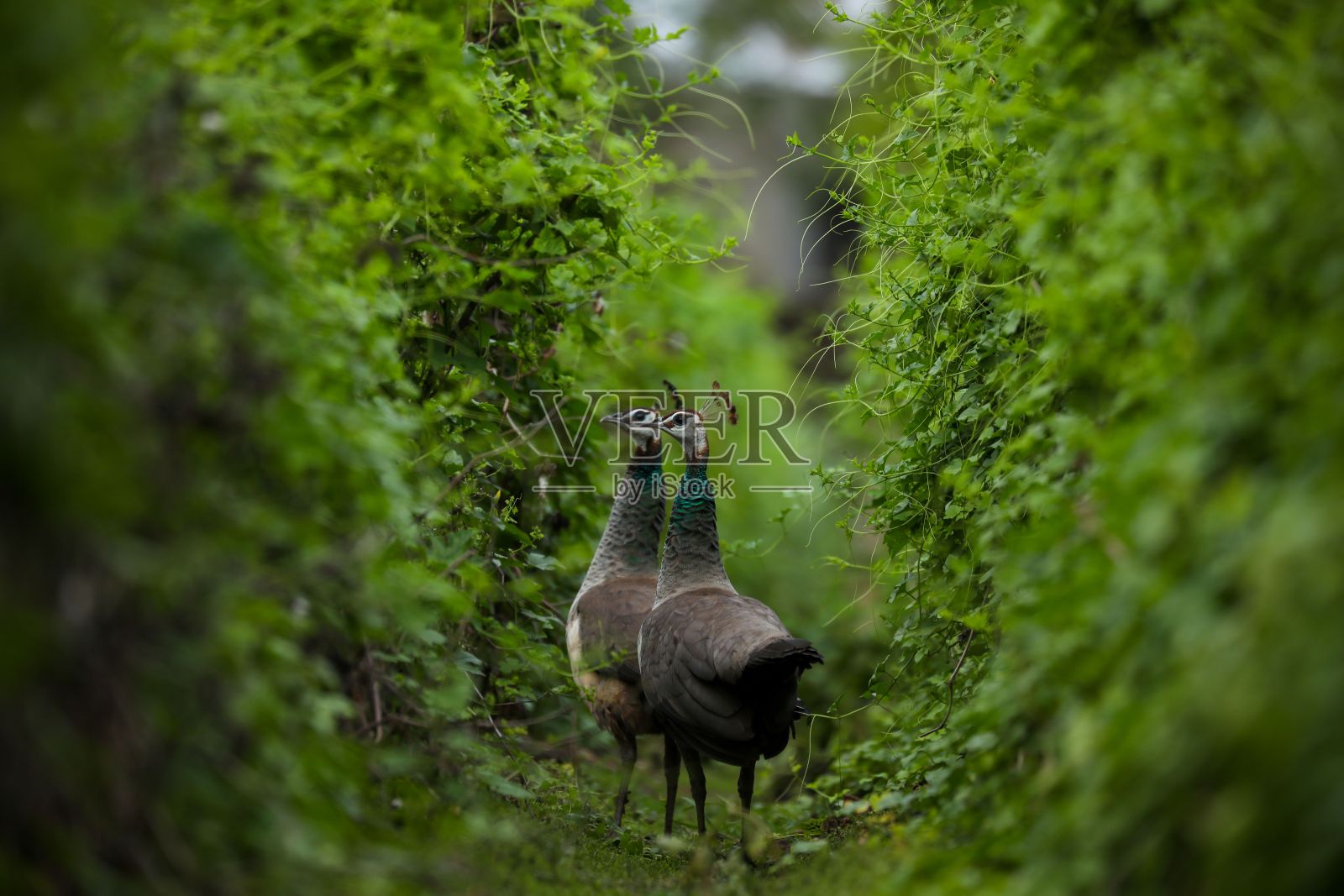 在异国情调的丛林中,孔雀大步穿过茂密的树叶照片摄影图片