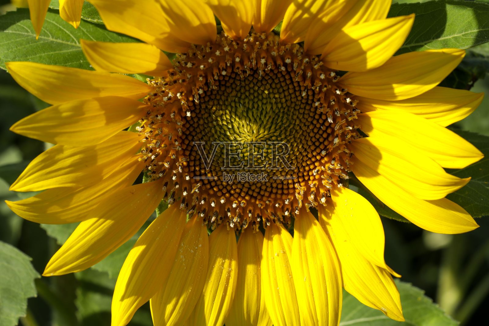 鲜艳的黄色向日葵在田野里,它的花瓣被阳光照亮照片摄影图片