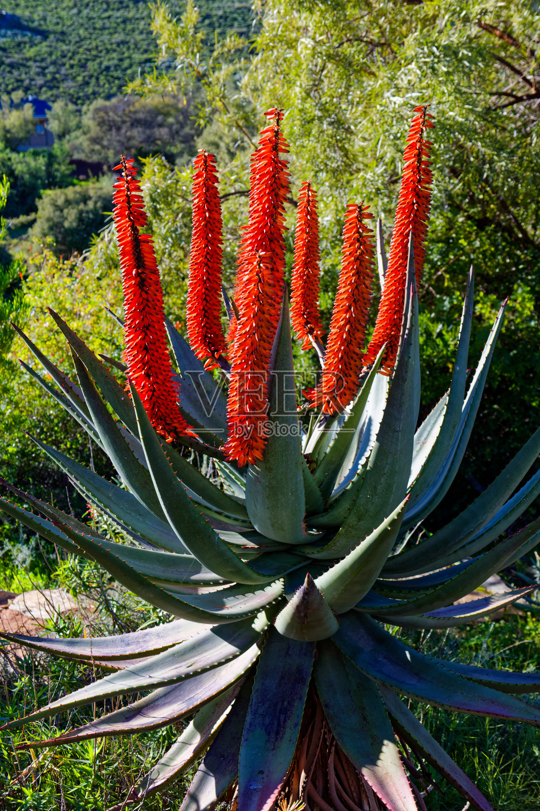 在南非伍斯特,美丽的红色芦荟植物在充足的阳光下盛开。照片摄影图片