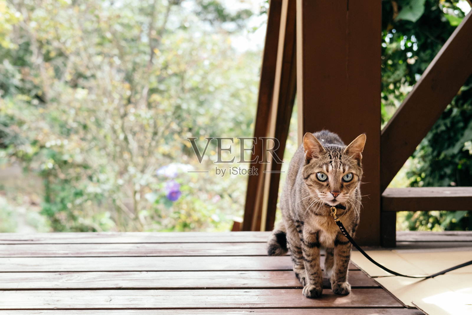 木甲板和虎斑猫照片摄影图片
