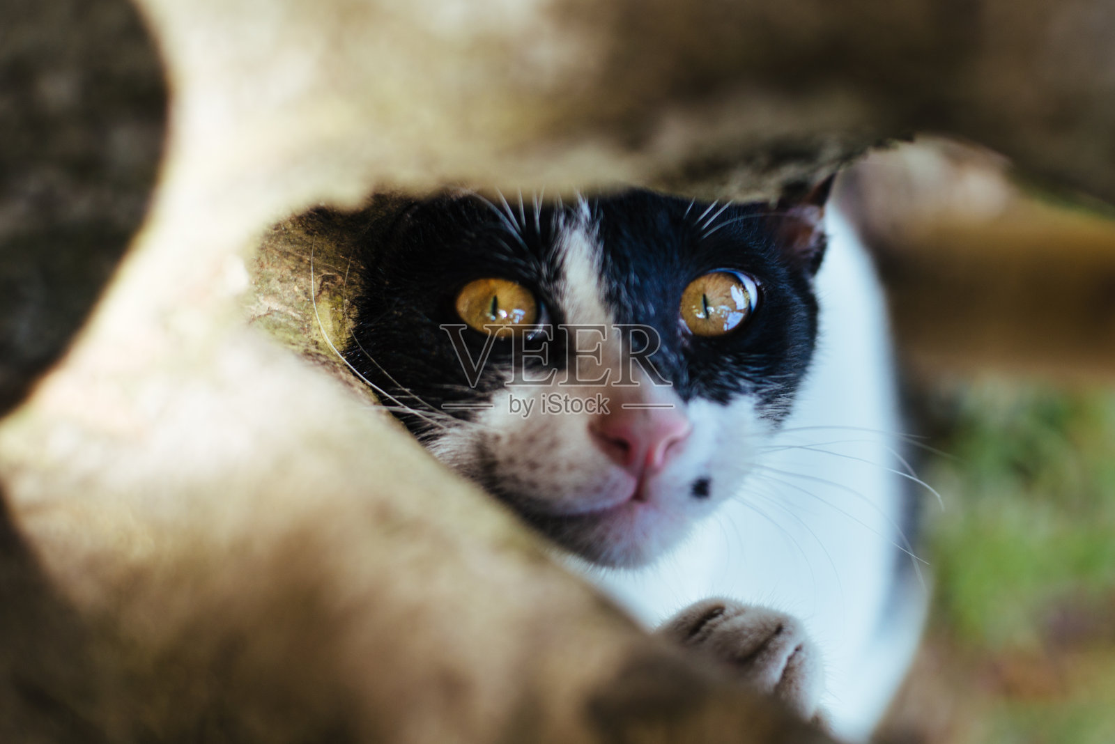 偷窥黑白猫照片摄影图片