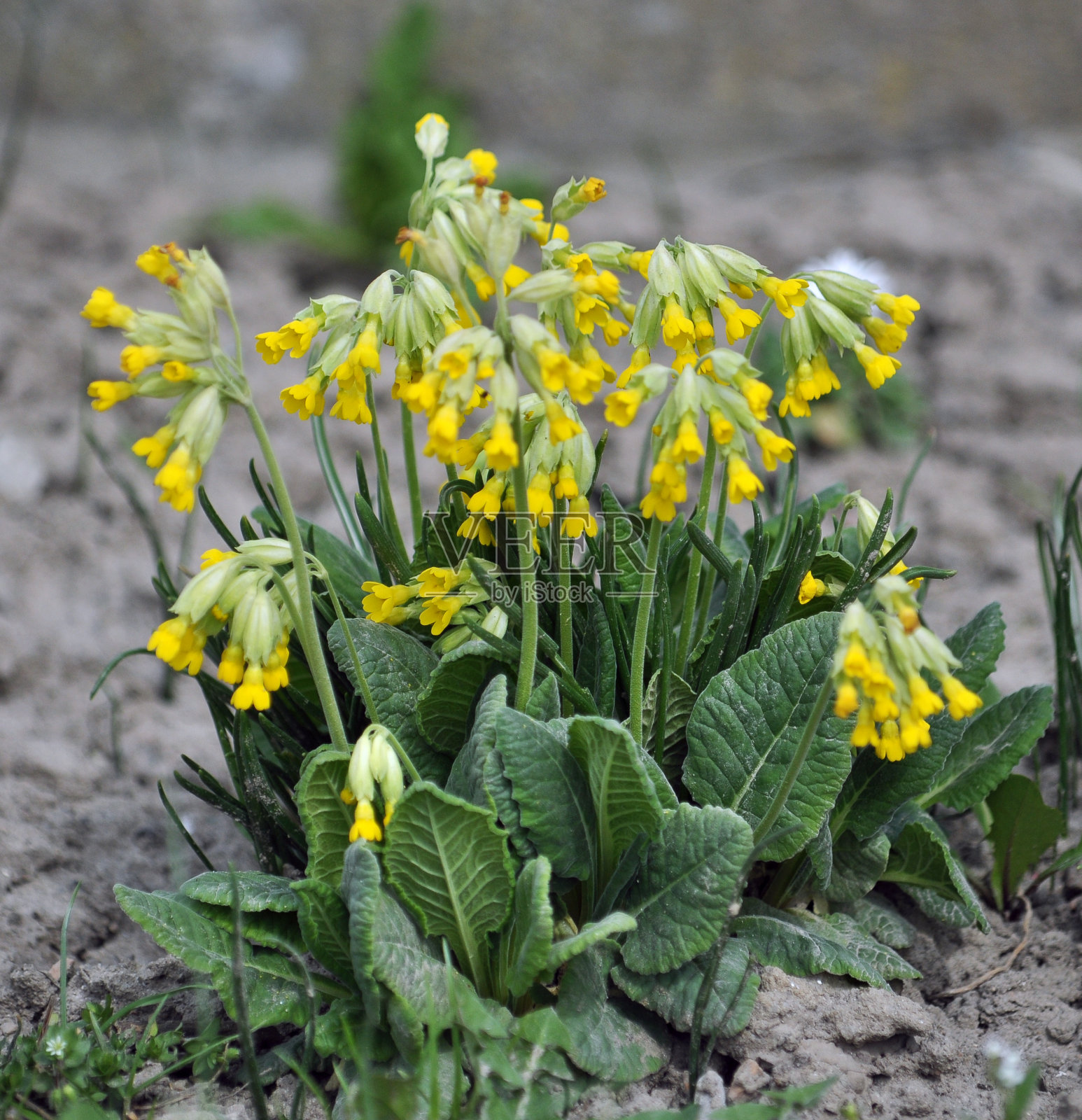 春天开花的报春花照片摄影图片
