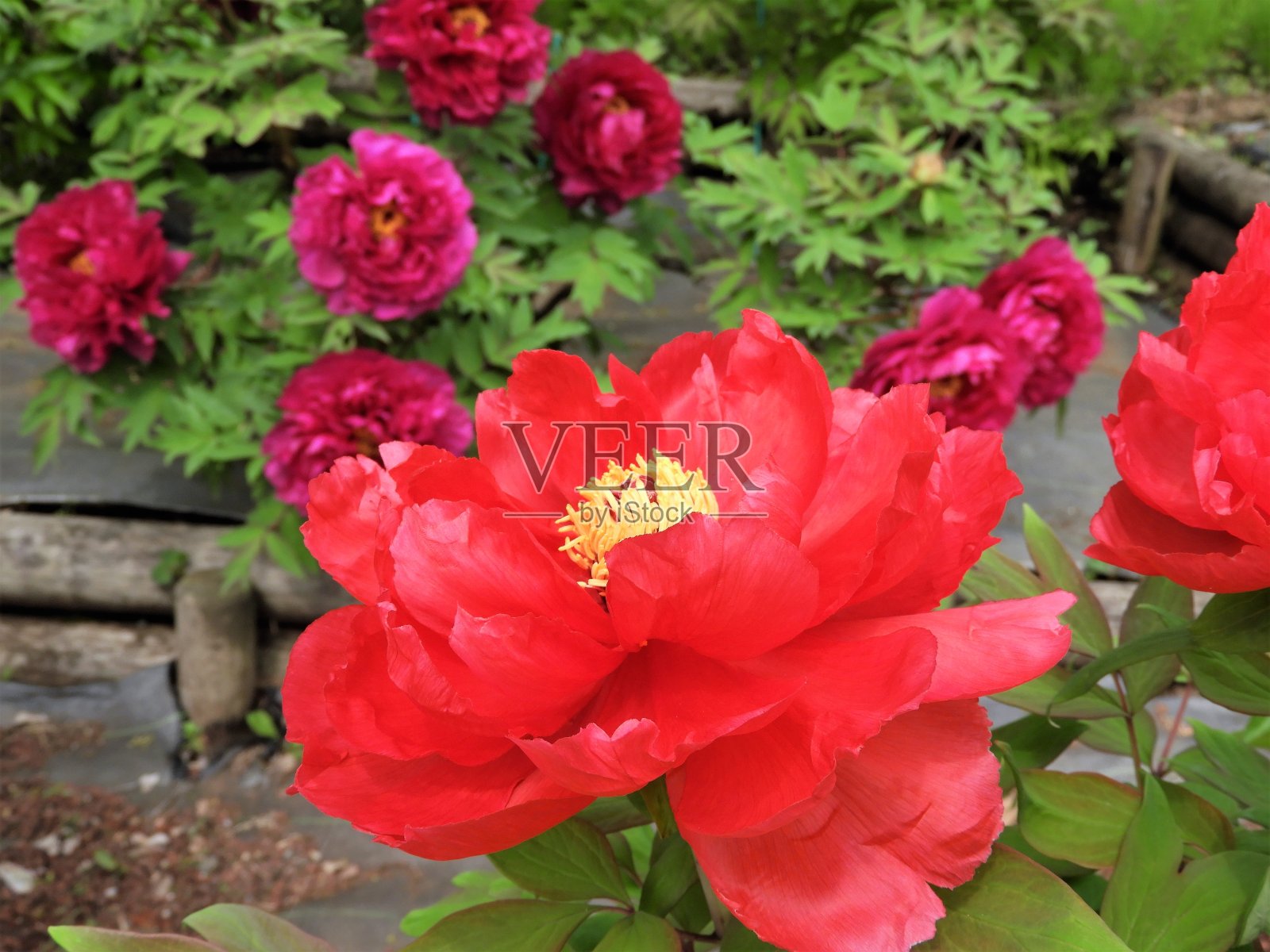 牡丹照片摄影图片