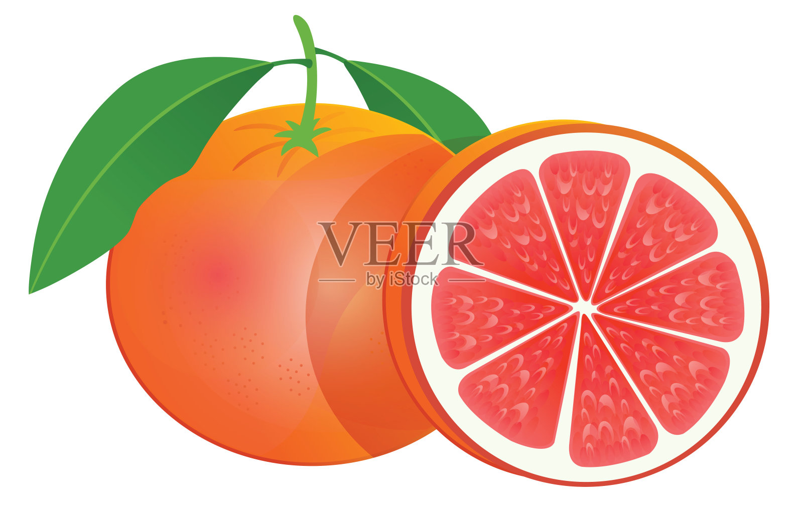 葡萄柚插画图片素材