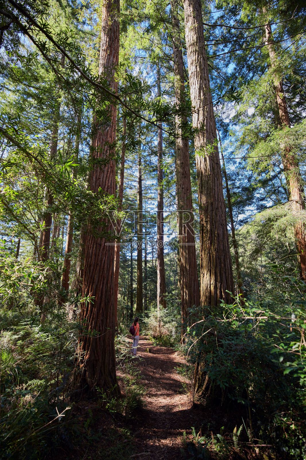 南非靠近Swellendam的grootvadersbosch自然保护区的森林深处垂直拍摄照片摄影图片