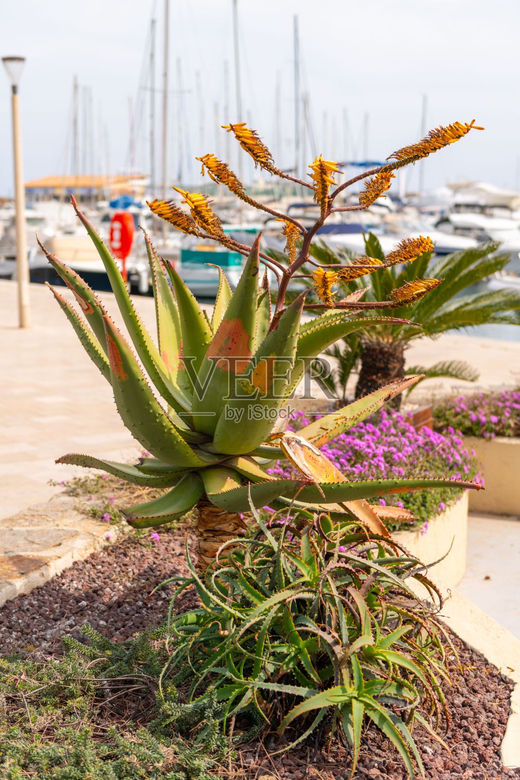 蔚蓝海岸,法国里维埃拉充满活力的仙人掌、多肉植物和鲜花景观照片摄影图片