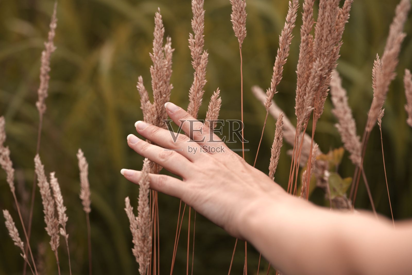 女人的手轻轻地抚摸着摇曳的草。照片摄影图片