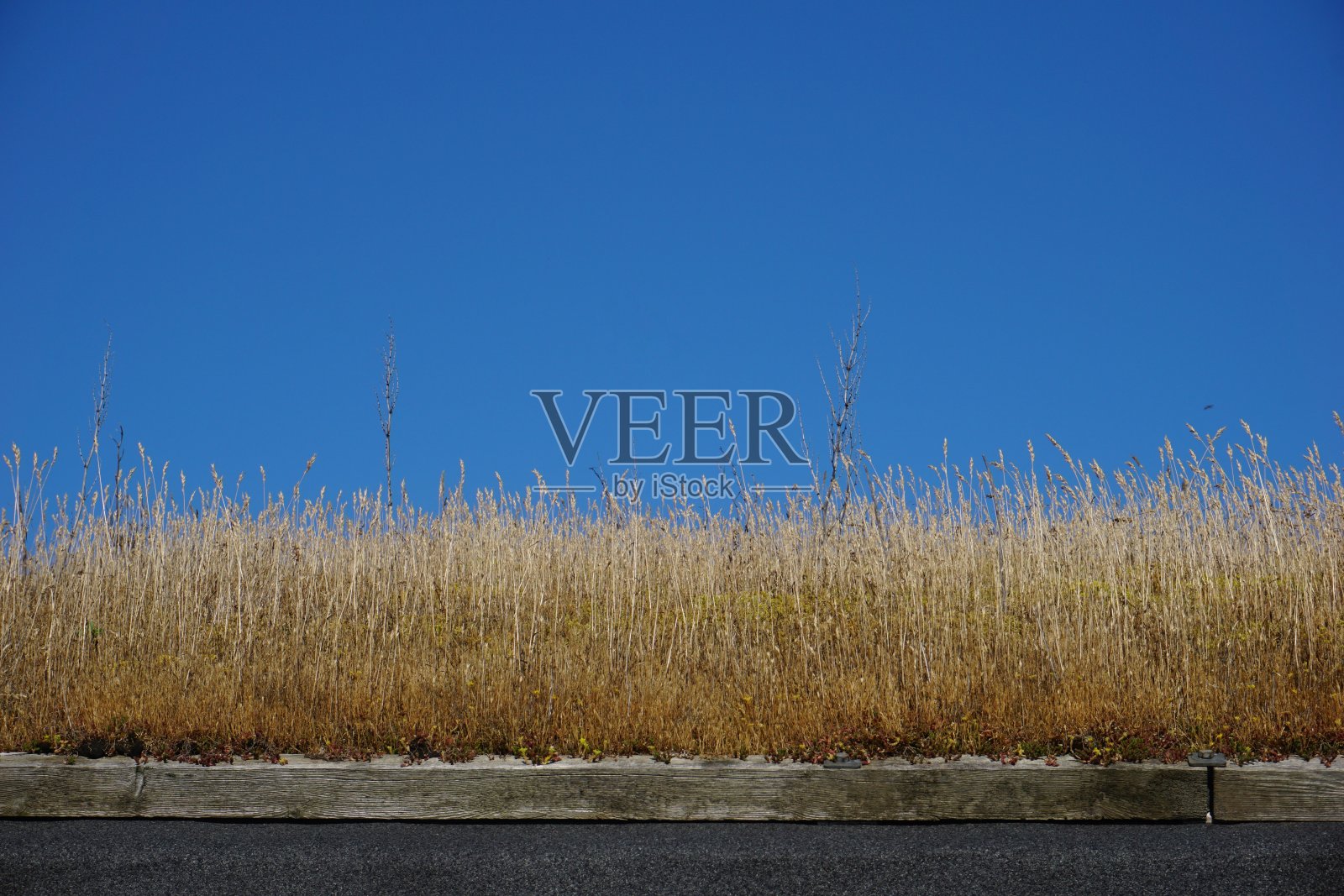 丹麦传统的草屋顶房屋。一个活生生的屋顶。这房子的屋顶是用植物做成的。蔚蓝的天空,还有一幢屋顶是草的房子。夏天丹麦。格林的房子。照片摄影图片