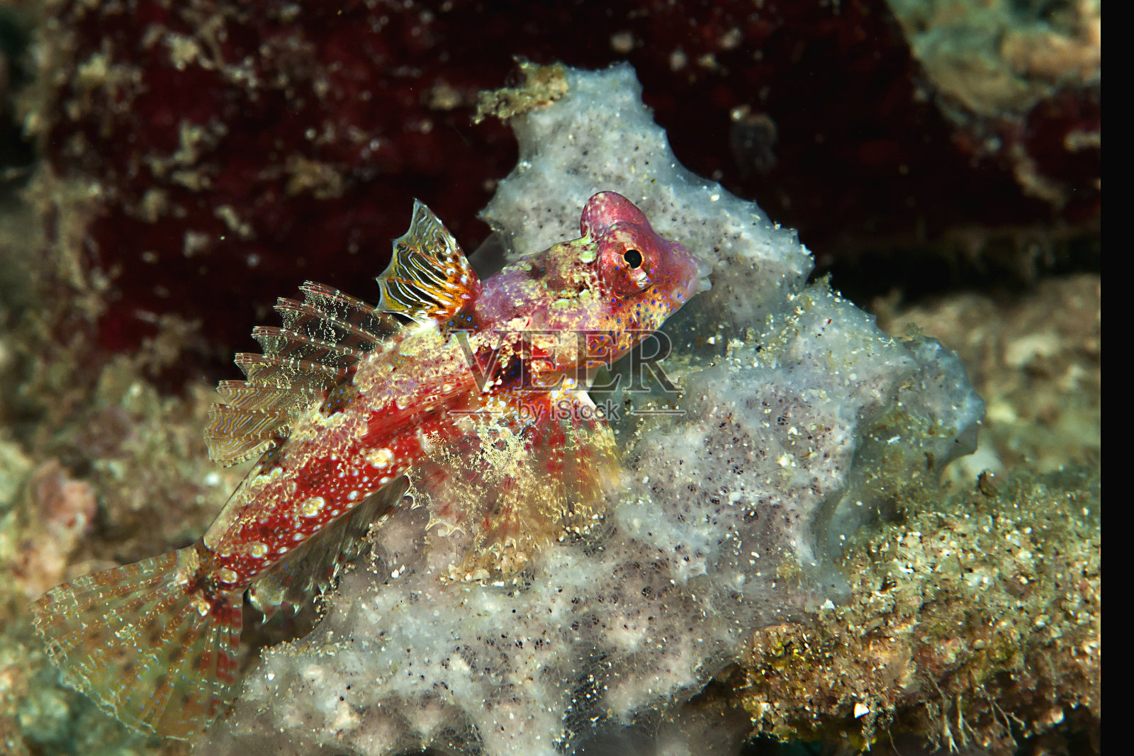 莫耶的蜻蜓停在珊瑚上照片摄影图片