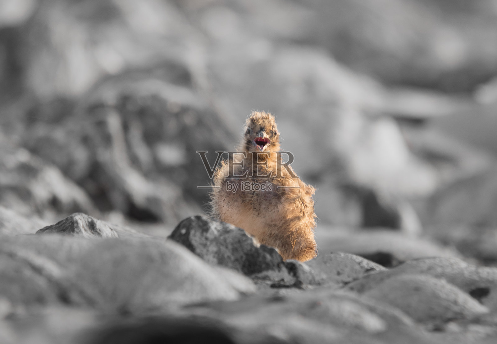 小海鸥站在沙滩上,探索世界照片摄影图片