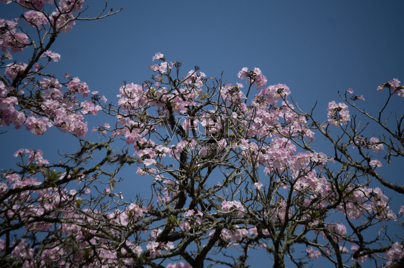 Guayacan rosado照片摄影图片