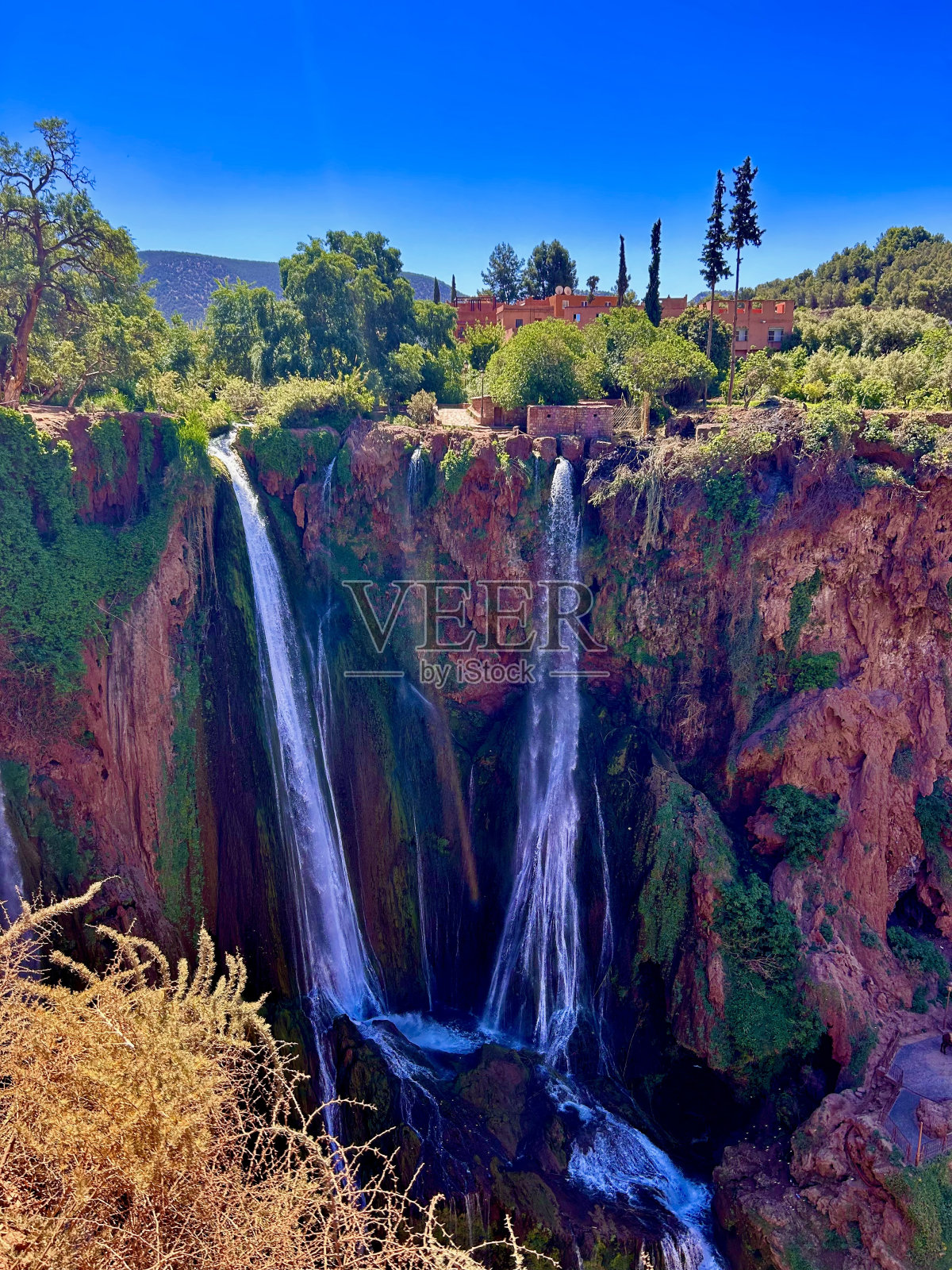 橄榄树而下降照片摄影图片
