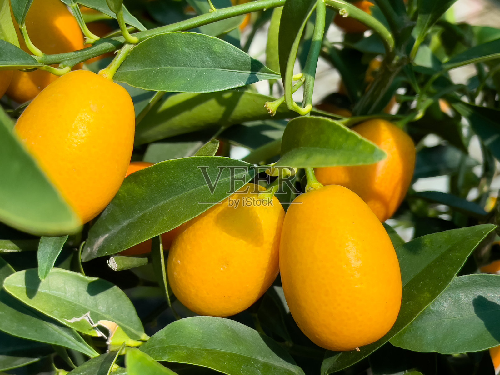 新鲜成熟的橘子,挂在橘子树上。照片摄影图片