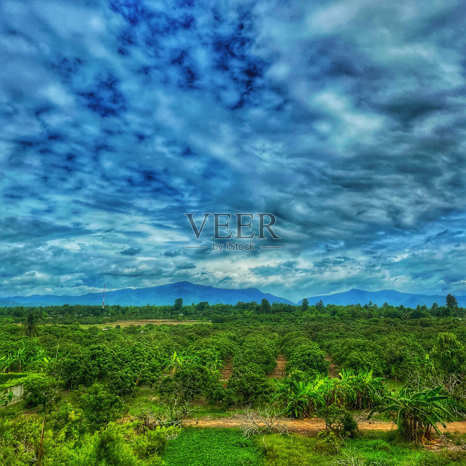 田园诗般的风景和新鲜的绿色草地照片摄影图片