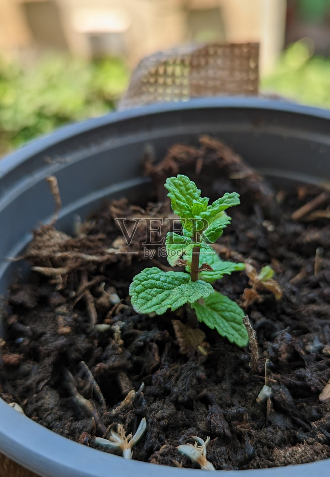 薄荷幼苗照片摄影图片