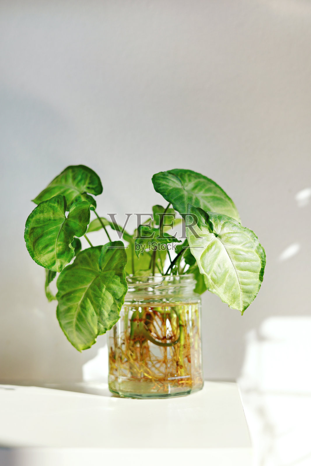 用于室内家居装饰的箭头植物。室内植物的水繁殖。室内园艺。照片摄影图片