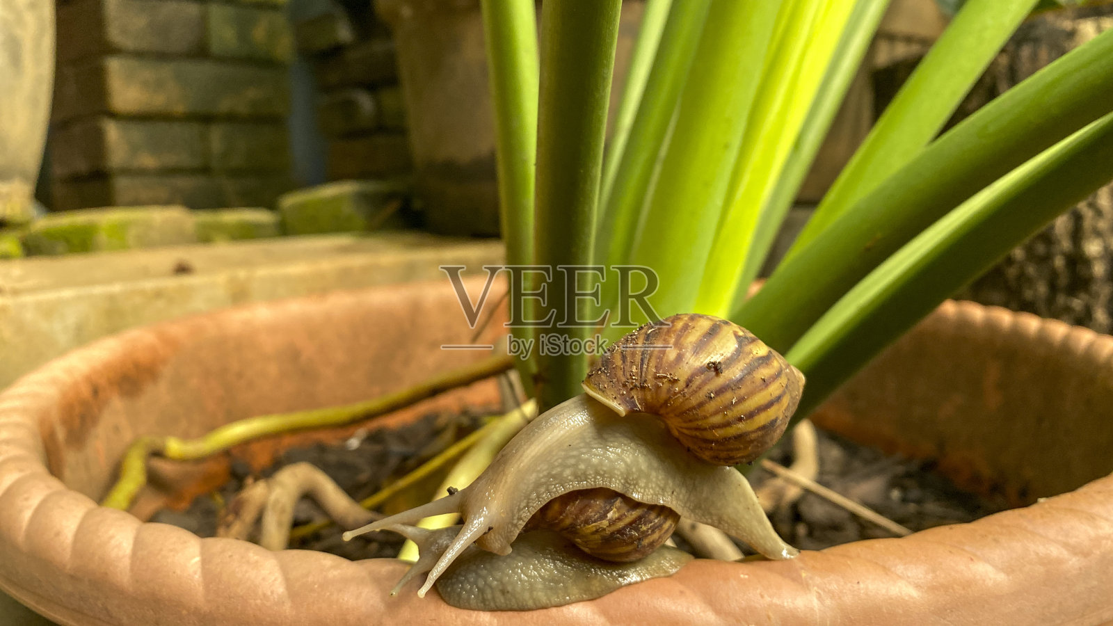 两只蜗牛叠在一起照片摄影图片