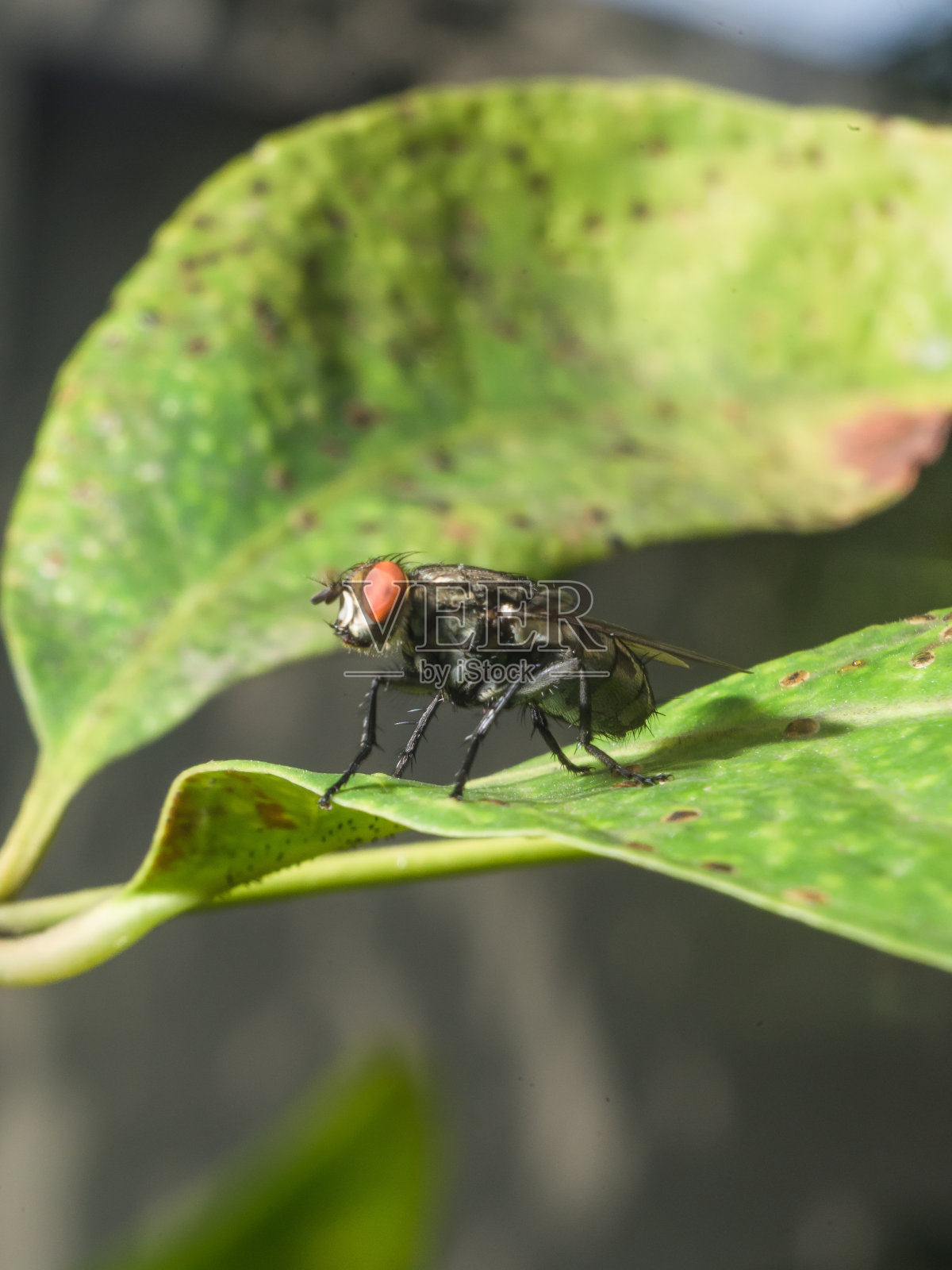 苍蝇昆虫细节树黑色深灰色绿色特写细节纹理红棕色眼睛照片摄影图片